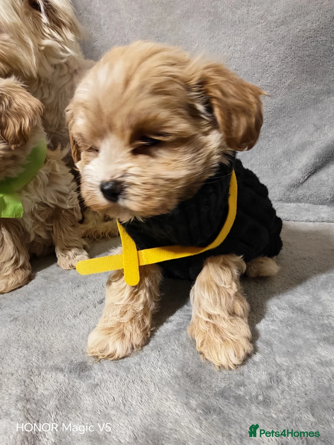 Maltipoo dogs for sale: Toy Maltipoo Puppies  - Advert 2