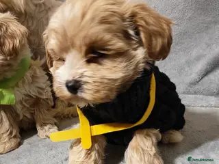 Maltipoo dogs Toy Maltipoo Puppies - Advert 3