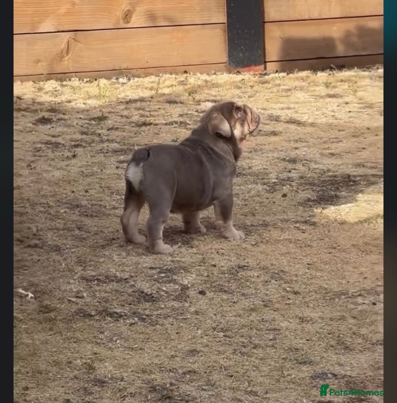 English Bulldog dogs 1 Stunning bulldog male puppy lefted!! - Advert 2