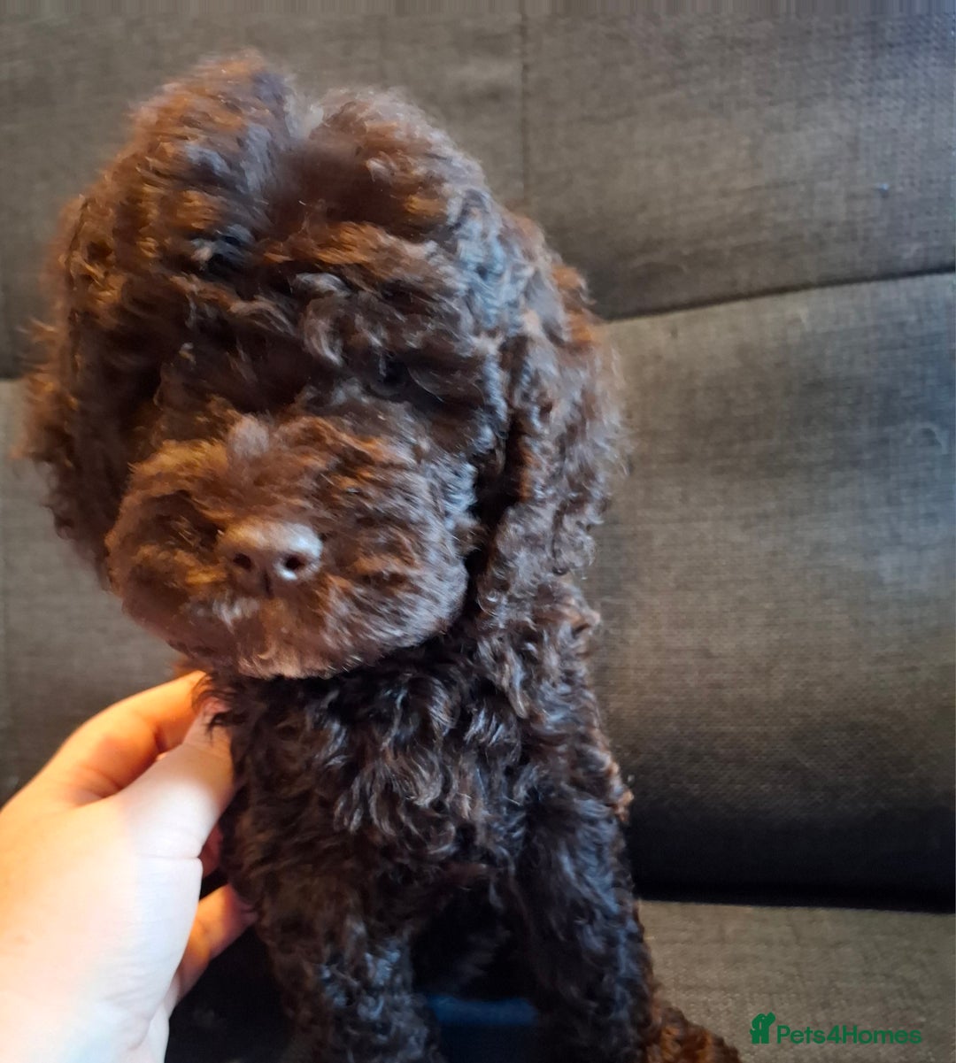 Cockapoo dogs for sale: F1b Health Tested Toy Cockapoo Puppies  - Advert 4