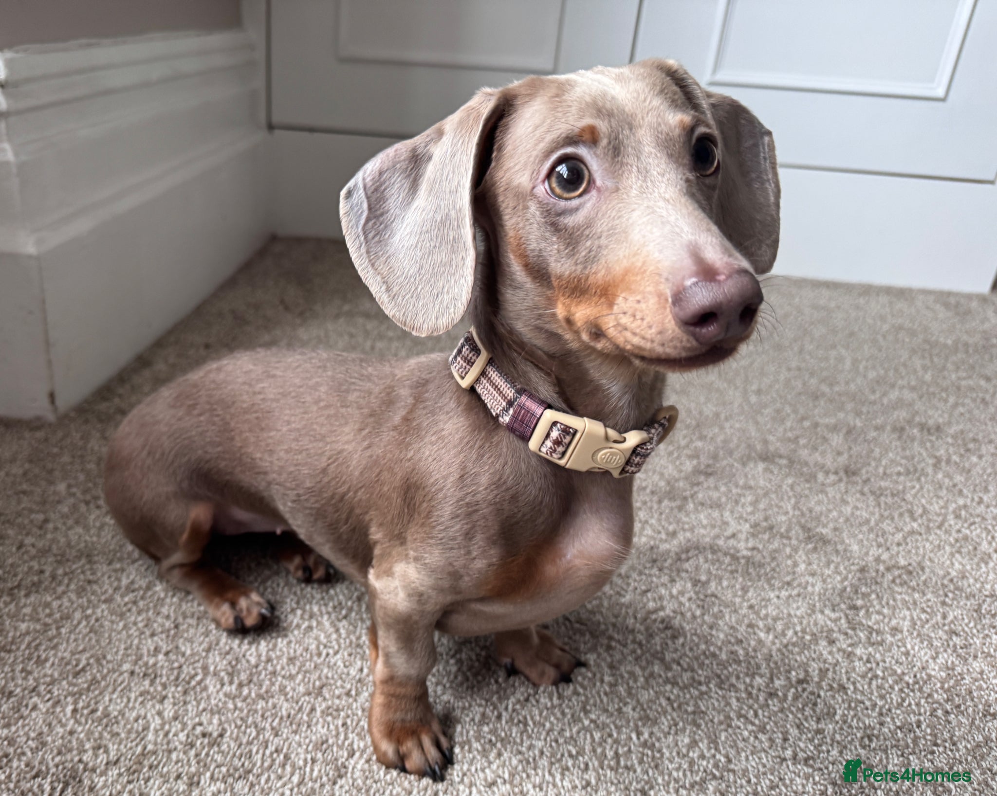 Miniature Dachshund dogs Miniature dachshund 8 months - Advert 1