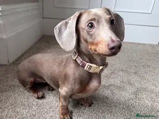 Miniature Dachshund dogs Miniature dachshund 8 months - Advert 1