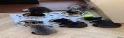 Mixed Breed cats for sale: 3x kittens  for sale  - Advert 5
