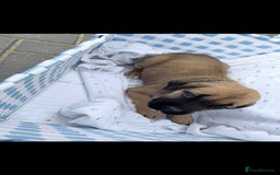 Cane Corso dogs for sale: cane corso puppy’s! - Image 3