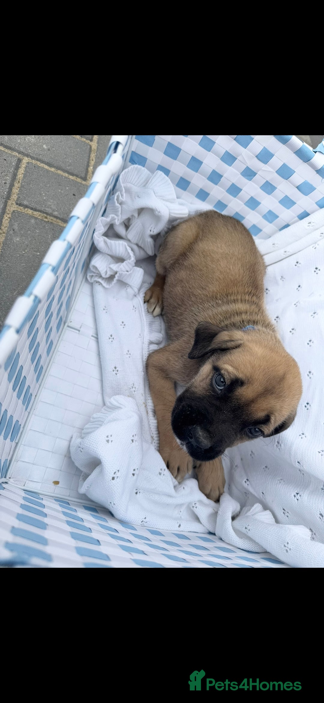 Cane Corso dogs for sale: cane corso puppy’s! - Image 3