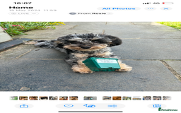 Cavapoo dogs for sale: Stunning cavapoo puppies  - Image 4