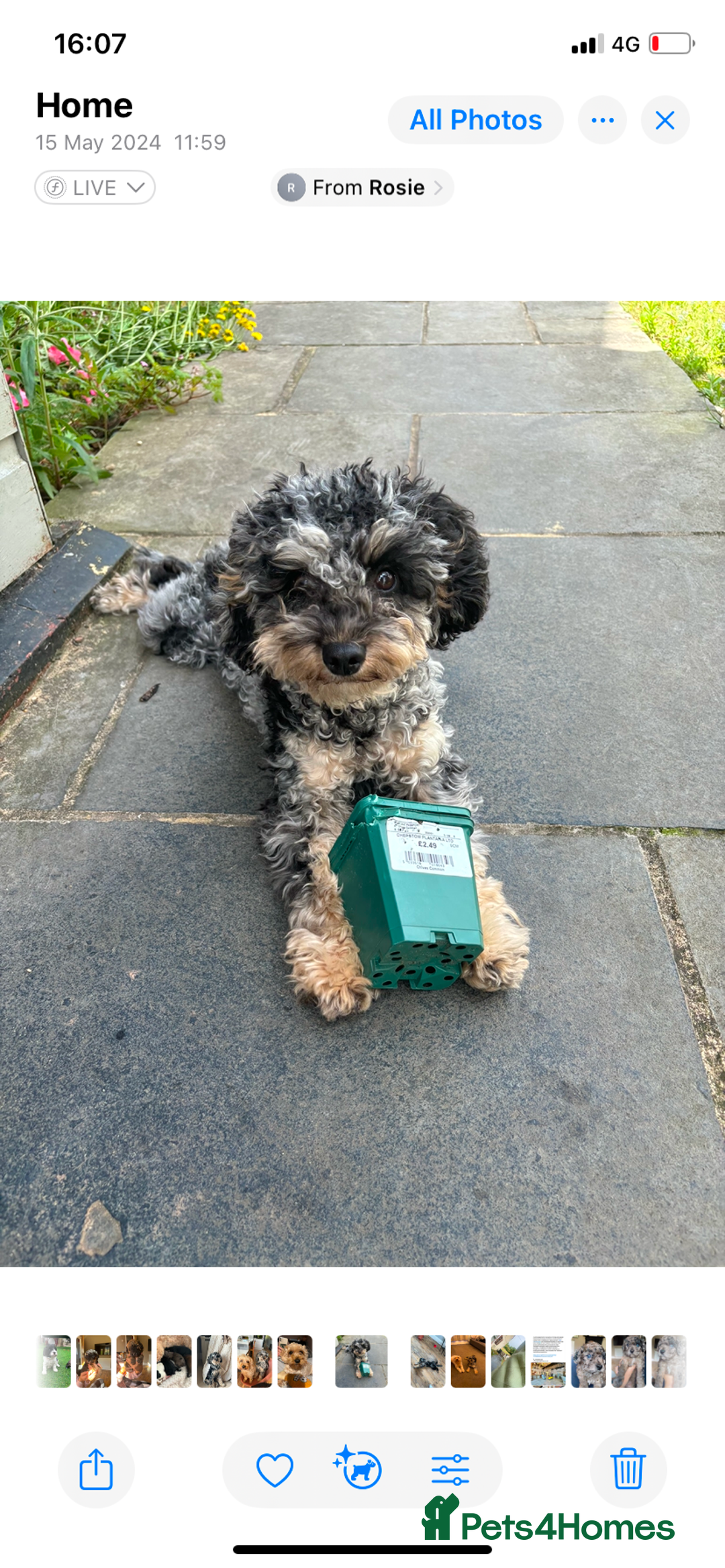 Cavapoo dogs for sale: Stunning cavapoo puppies  - Image 4