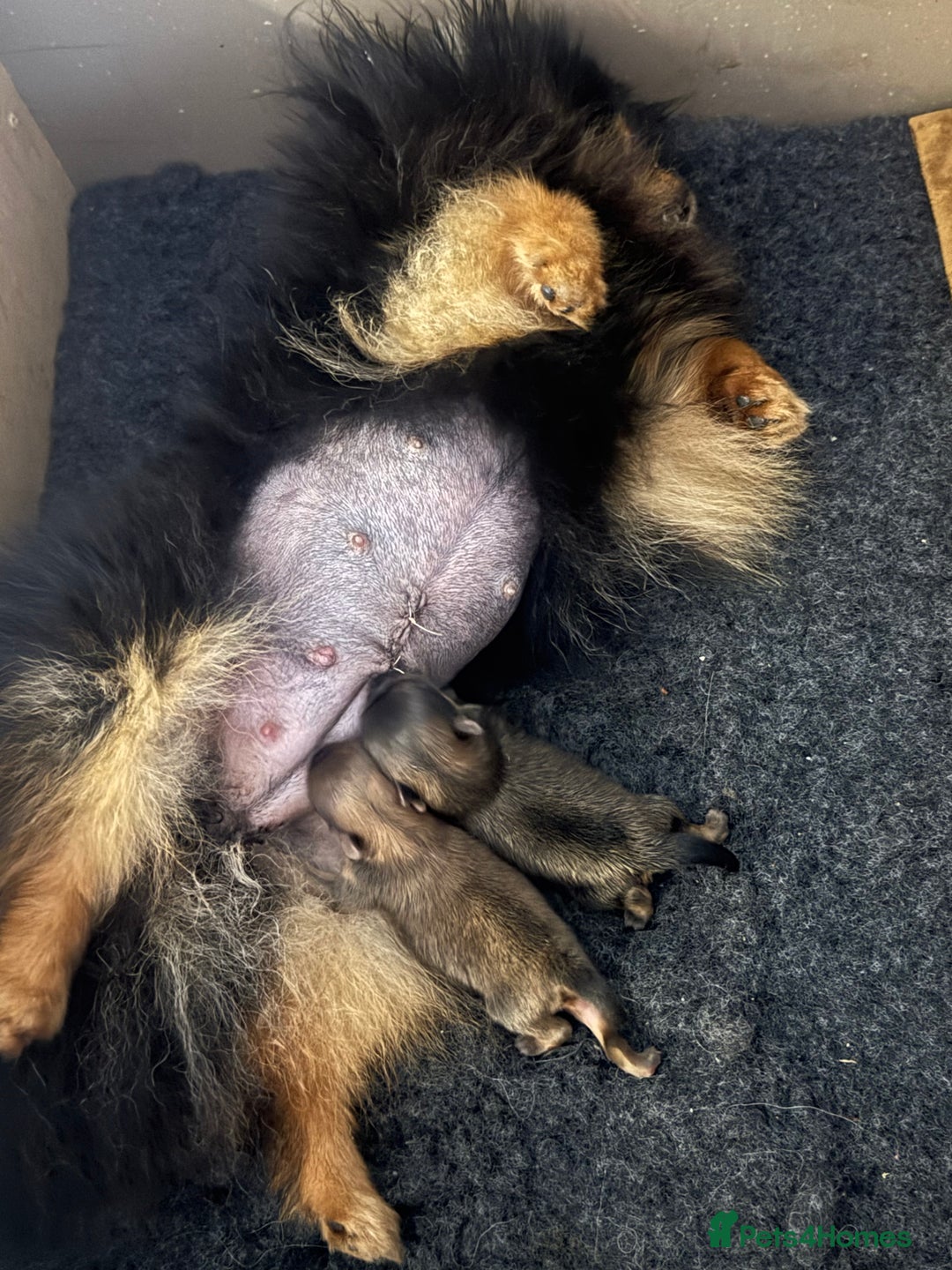 Pomeranian dogs for sale: Little male pomeranian - Image 5