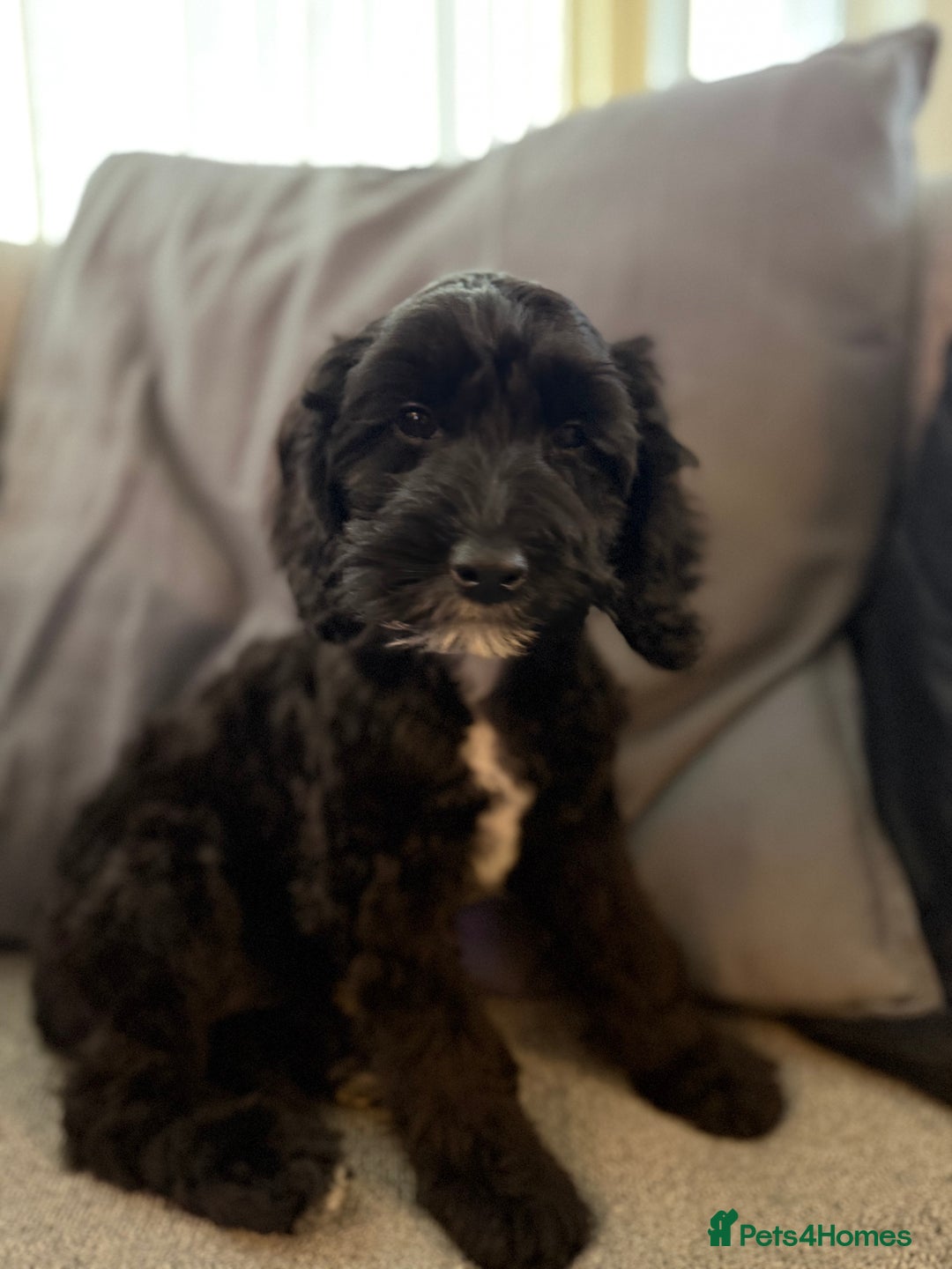 Cockapoo dogs for sale: Female Cockapoo Puppy - Advert 1