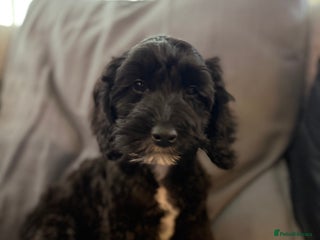 Cockapoo dogs Female Cockapoo Puppy - Advert 1