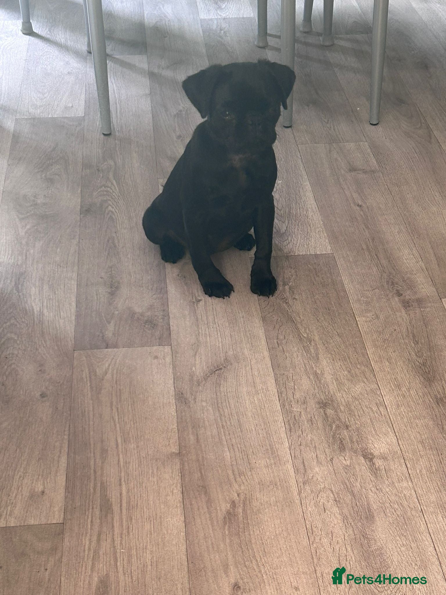 Pug dogs for sale: Pug puppy - Advert 2