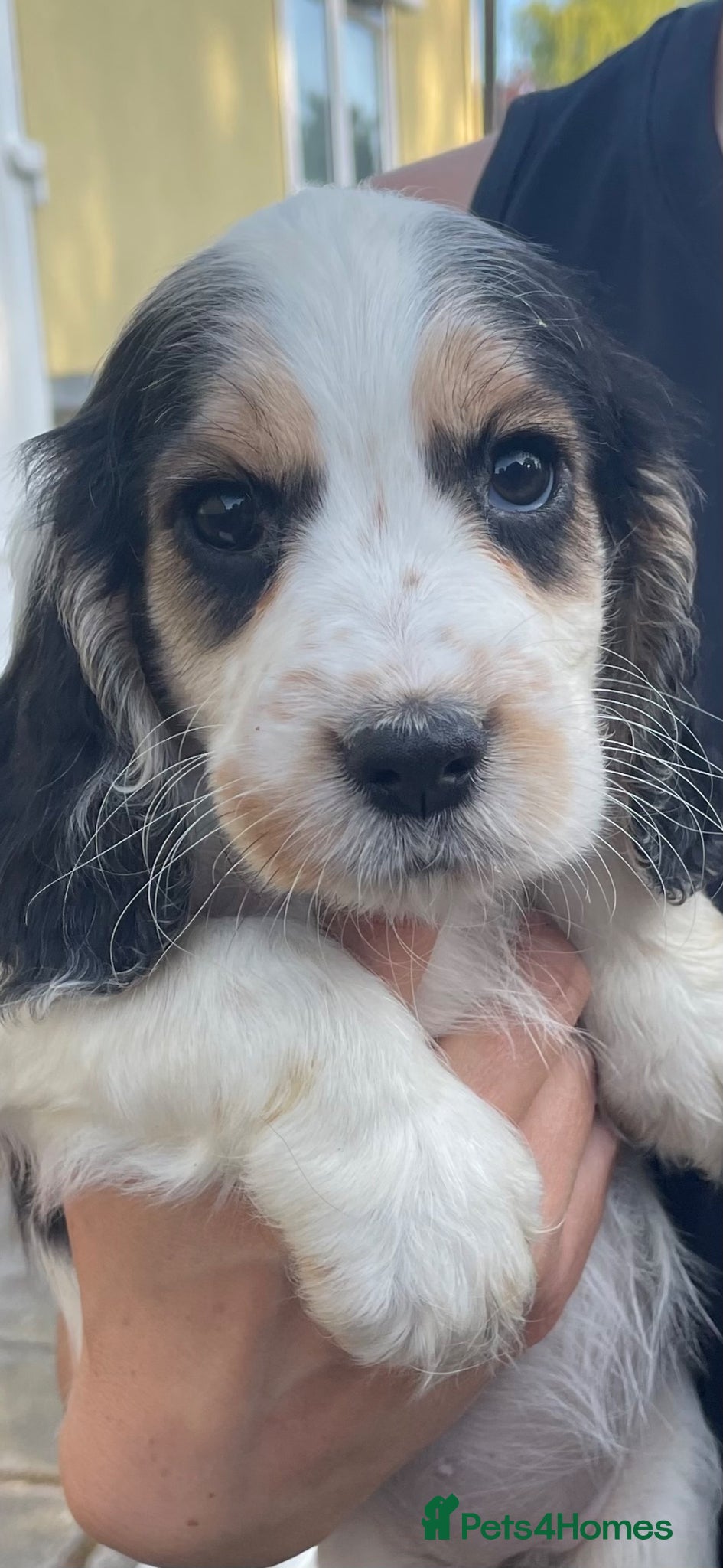 Cocker Spaniel dogs Cocker Spaniel Pups - Advert 2