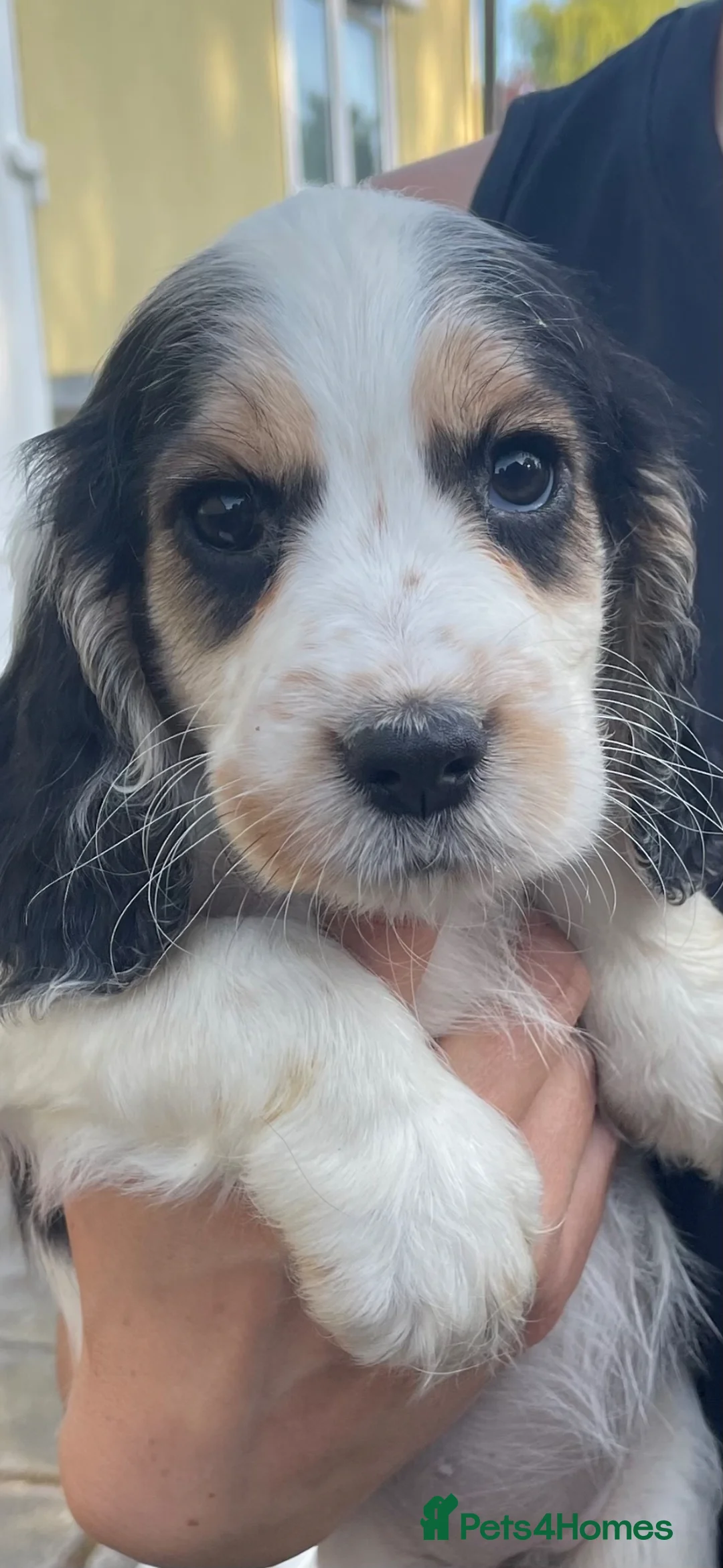 Cocker Spaniel dogs for sale: Cocker Spaniel Pups - Advert 2
