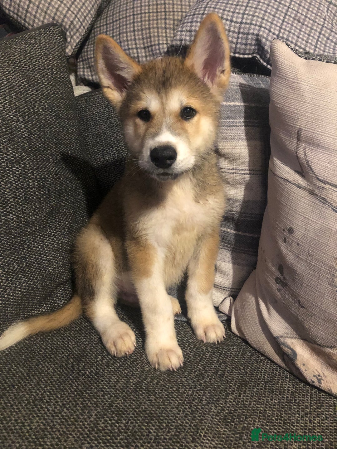 Mixed Breed dogs for sale: READY NOW! Beautiful Japanese Akita Puppies - Image 2