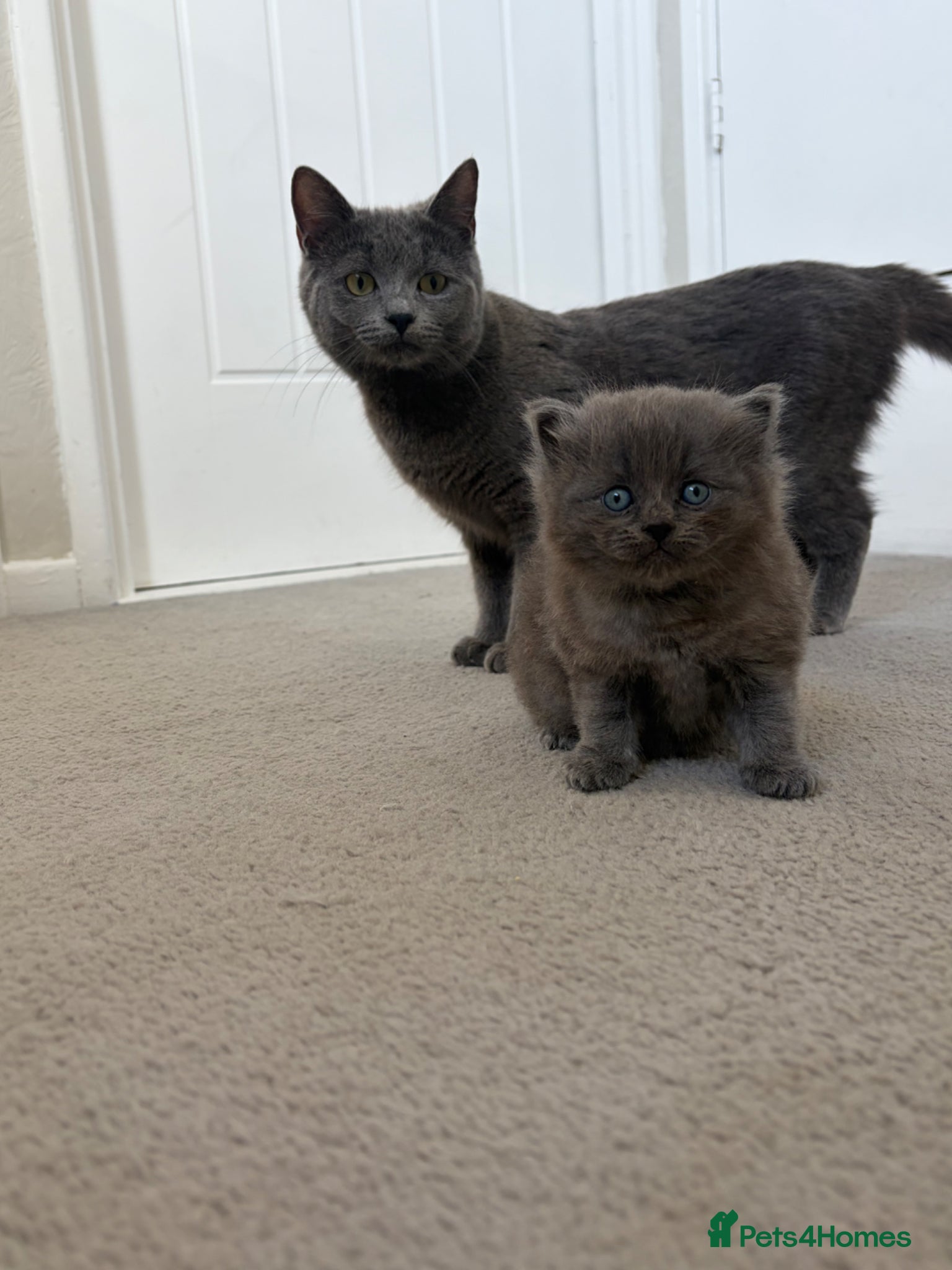 Ragdoll cats 1 female Ragdoll x ready now!!! - Advert 14