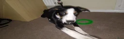 Border Collie dogs for sale: 20 WEEK BORDER COLLIE PUPPY BUDDY - Advert 5