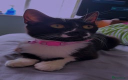 Mixed Breed cats for sale: Angel & Bambi  - Advert 1