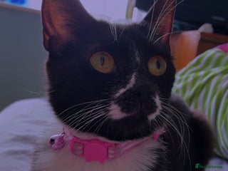 Mixed Breed cats Angel & Bambi - Advert 2