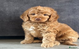 Cockapoo dogs for sale: Cockapoo puppies ready now  - Image 5