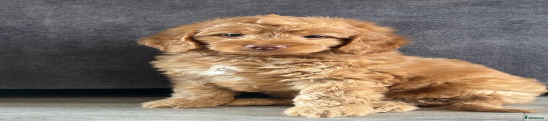 Cockapoo Puppy 2