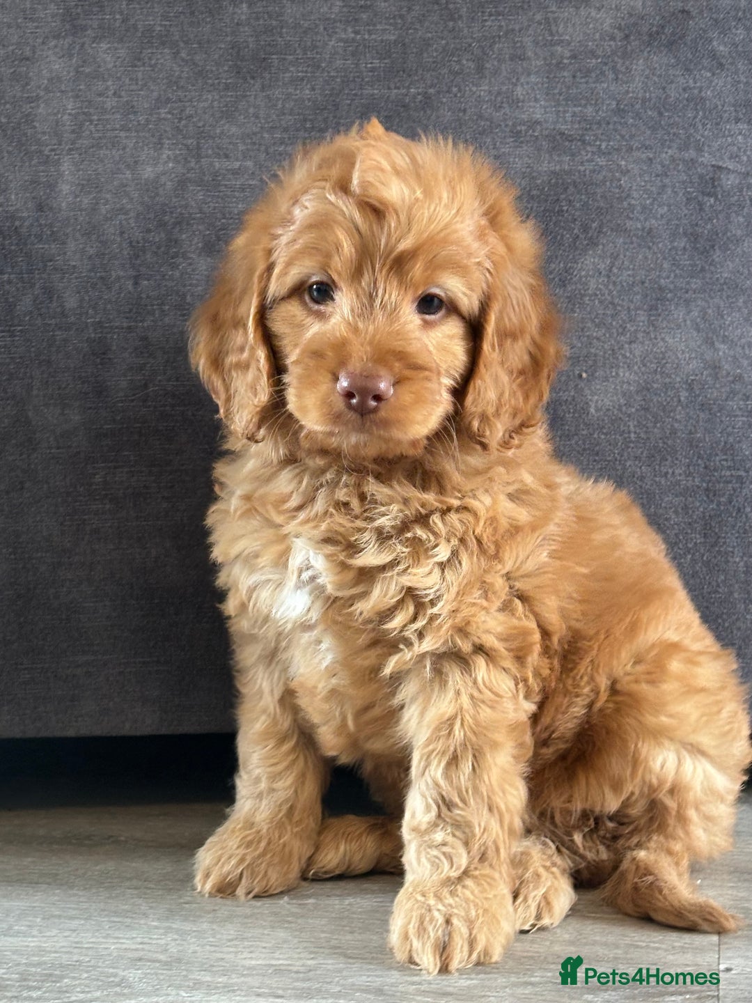Cockapoo dogs for sale: Cockapoo puppies ready now  - Image 5