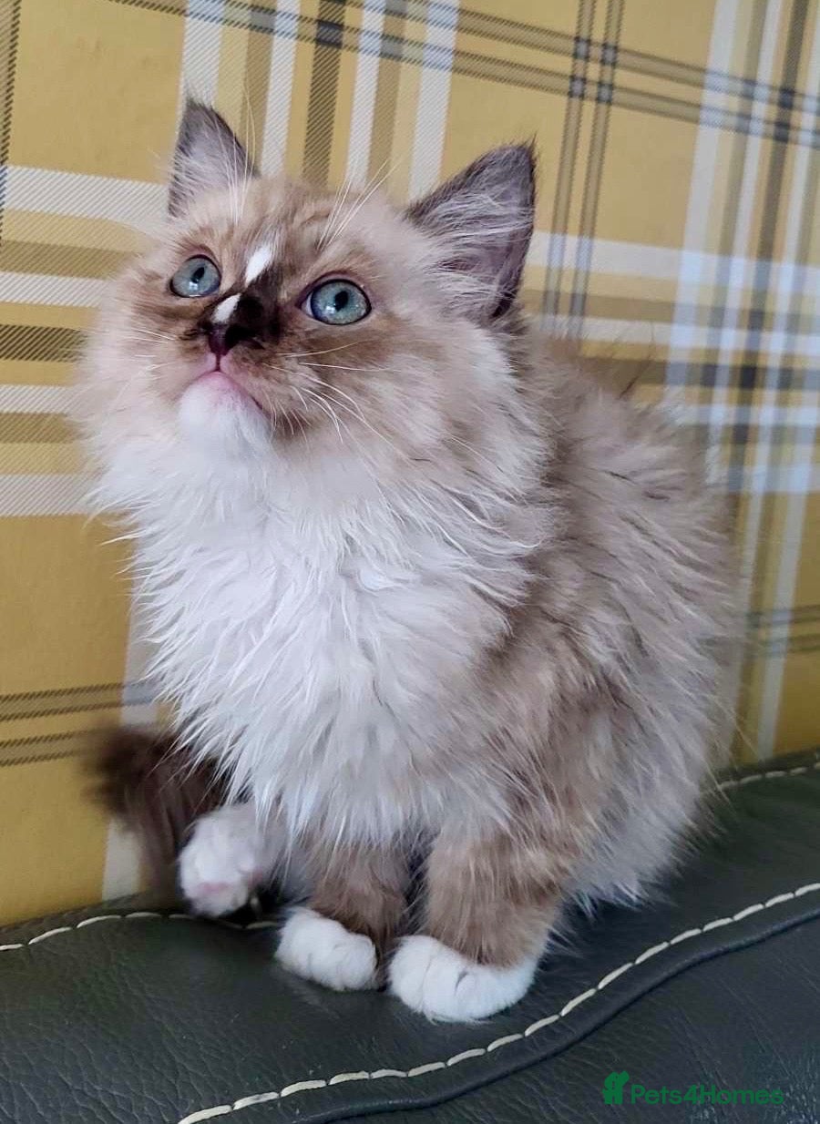Ragdoll cats Tortie,Seal and Blue full pedigree  - Advert 7