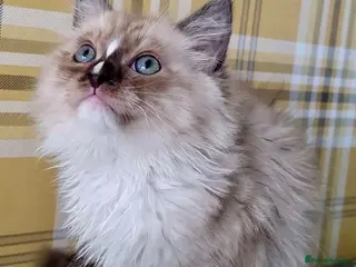 Ragdoll cats Tortie,Seal and Blue full pedigree - Advert 7