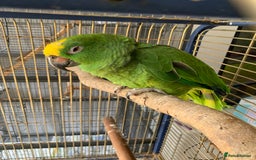 Parrots birds for sale: Amazon Parrot - Image 4