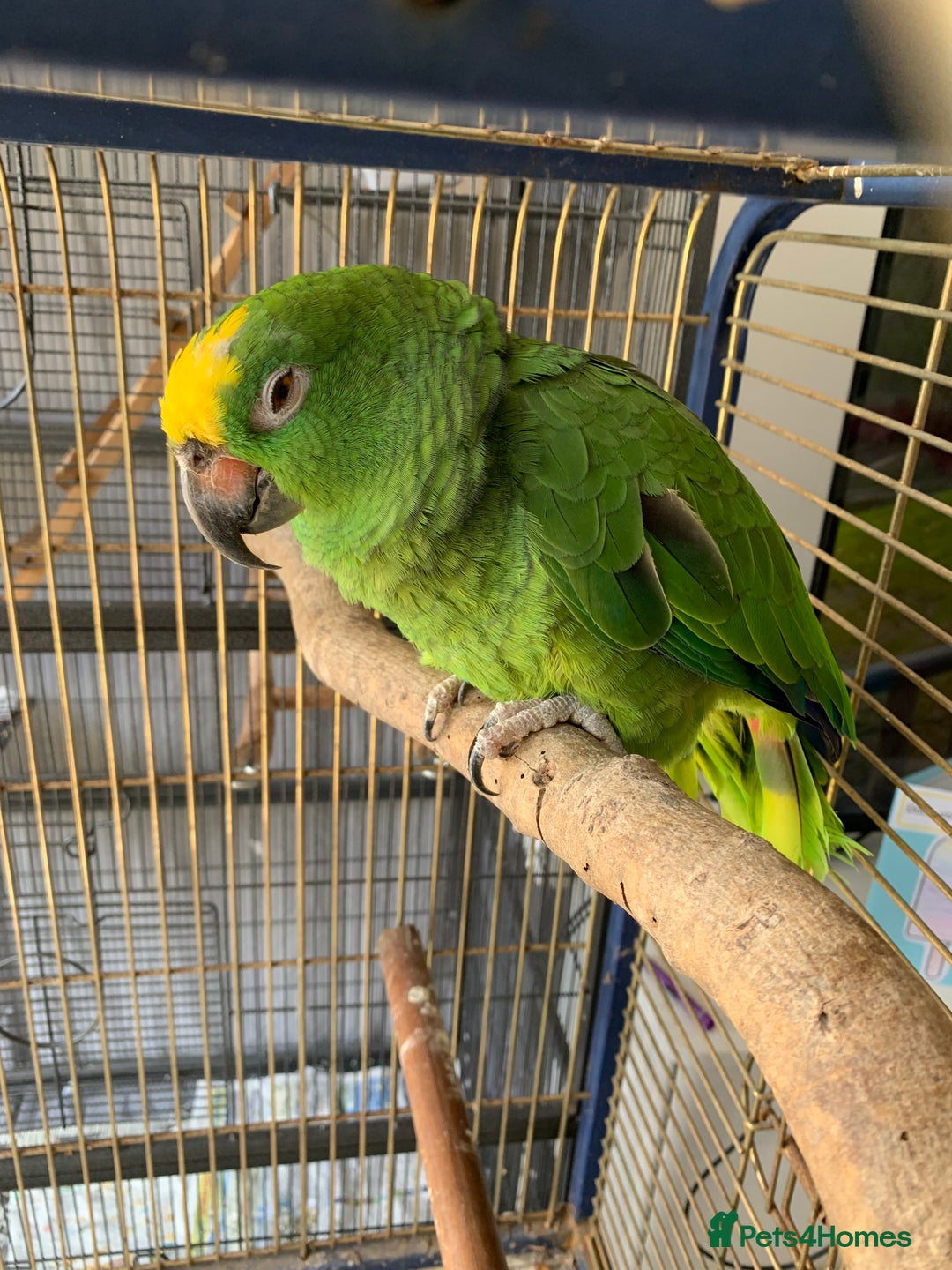 Parrots birds for sale: Amazon Parrot - Image 4