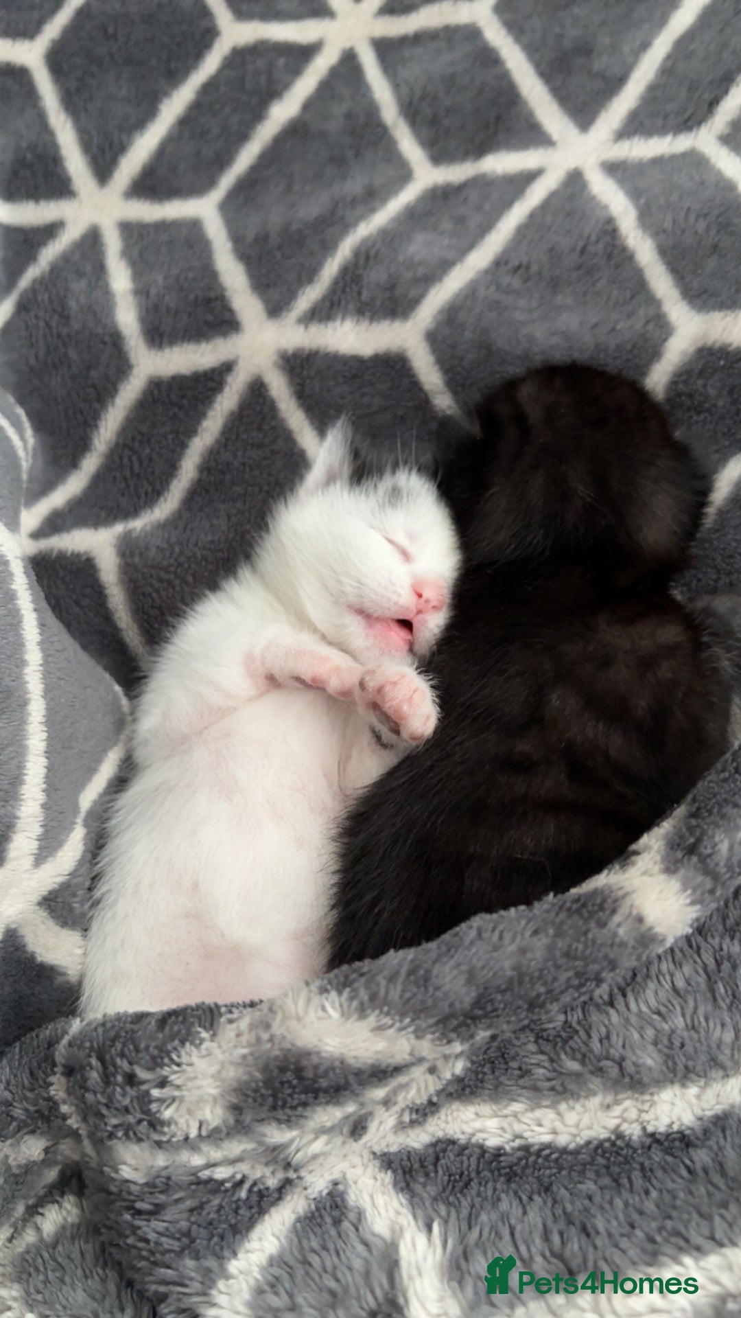 British Longhair cats for sale: female and male British Longhair kittens for sale  - Image 1