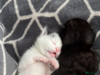 British Longhair cats - Advert 35