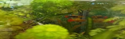 Platies fish for sale: Platy fry in Rickmansworth - Advert 2