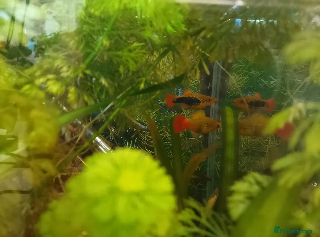 Platies fish for sale: Platy fry in Rickmansworth - Advert 2