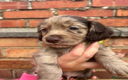 Cocker Spaniel dogs for sale: 3 male cocker spaniel pups  - Image 13