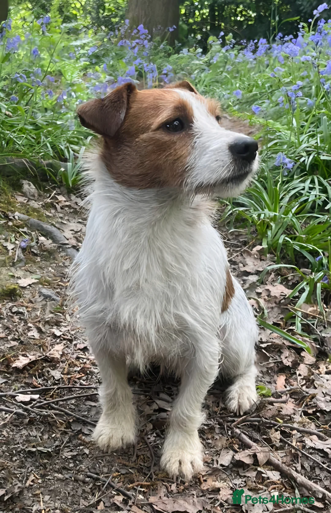 Jack Russell dogs for stud: JRT for stud - Advert 4