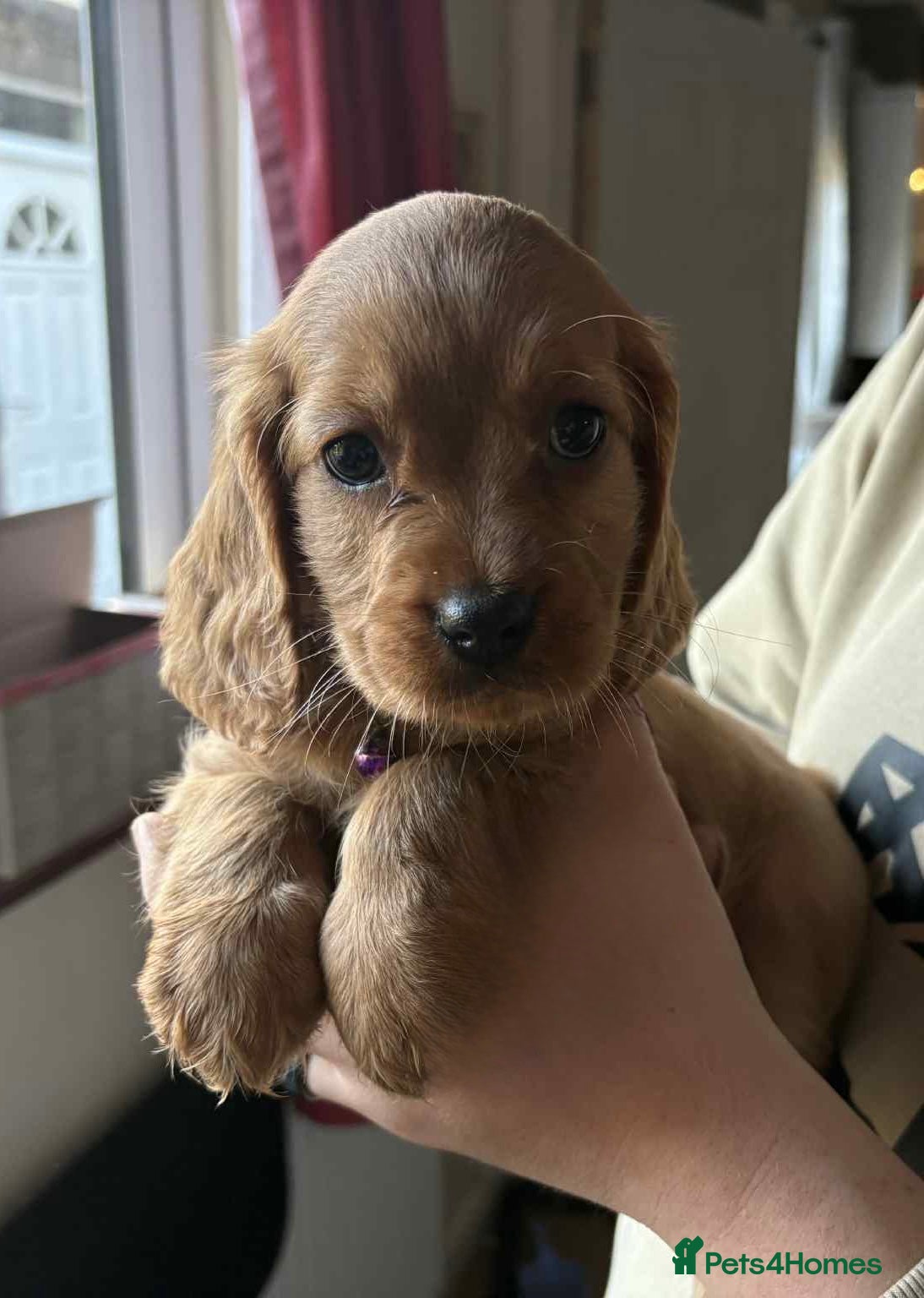 Mixed Breed dogs 1 purple collar girl left ready this weekend!  - Advert 3