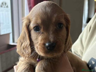 Mixed Breed dogs 1 purple collar girl left ready this weekend! - Advert 3