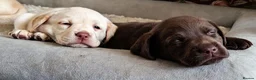 Labrador Retriever dogs for sale: 6 stunning female labrador puppies - Advert 23