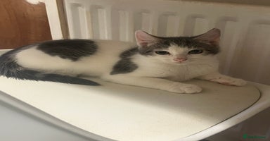 Mixed Breed cats - Advert 16