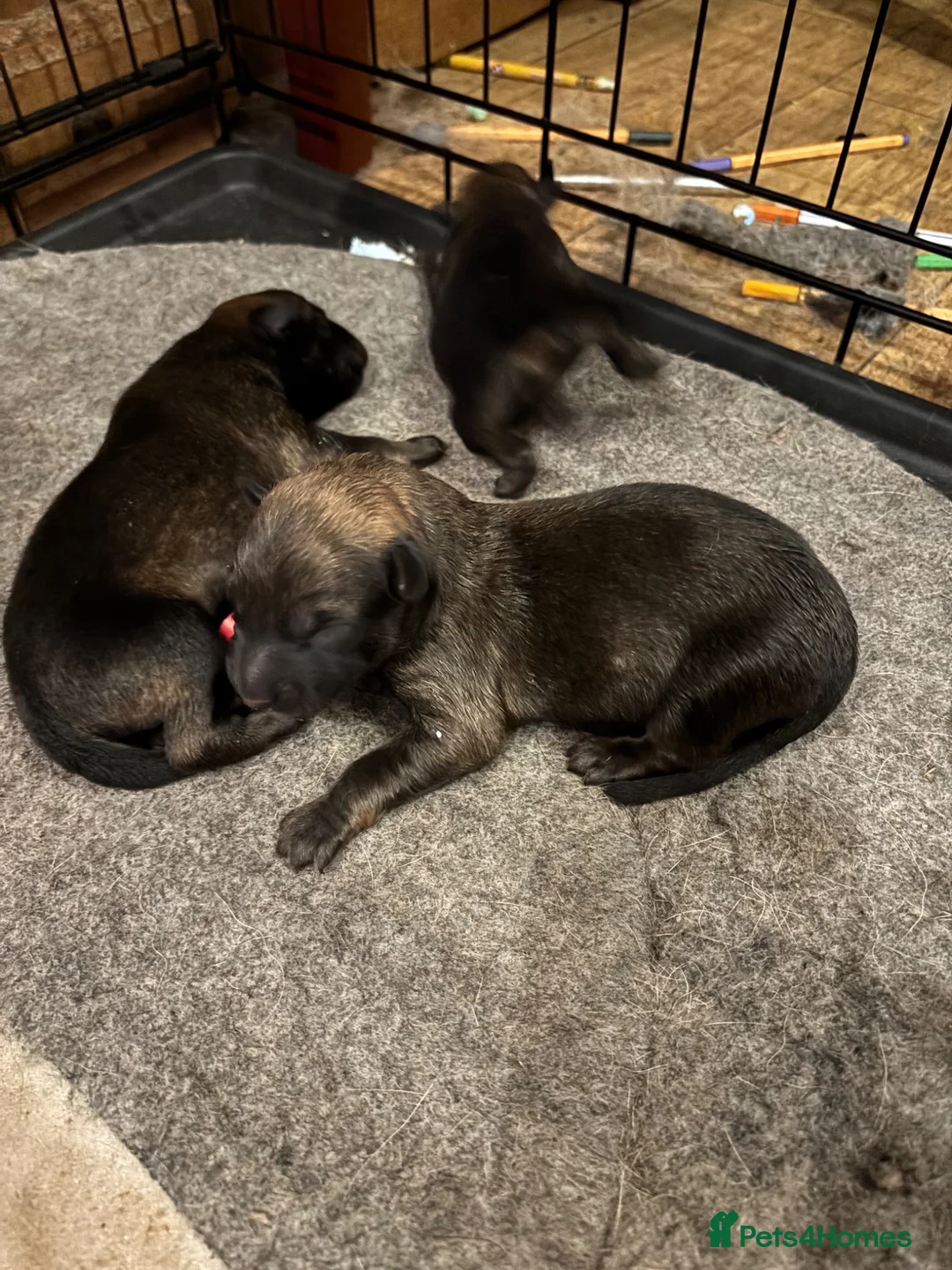 Belgian Shepherd Dog dogs for sale: Belgian Malinois/Shepherd - Advert 2