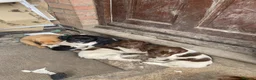 English Springer Spaniel dogs for sale: Spaniel puppies  - Advert 3