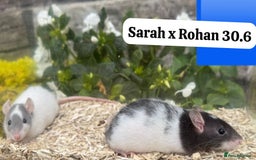 Rat rodents for sale: Baby and young rats ready now. Sheffield - Image 25