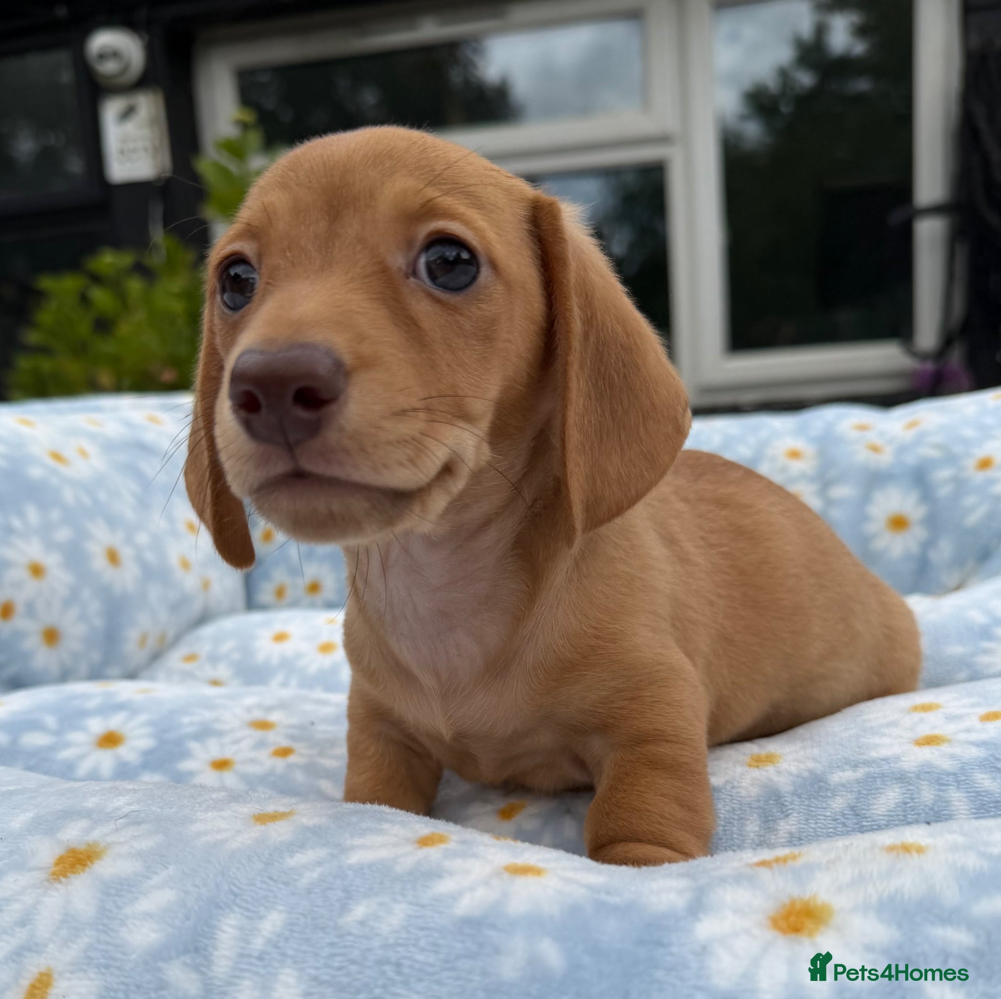Miniature Dachshund dogs Miniature dachshund puppies 🐶 READY NOW - Advert 2