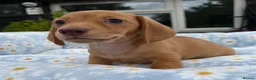 Miniature Dachshund dogs for sale: Miniature dachshund puppies 🐶 READY NOW - Advert 8