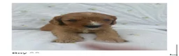 Cavapoo dogs for sale: Cavapoo Puppies Looking for their Forever Homes  - Advert 8