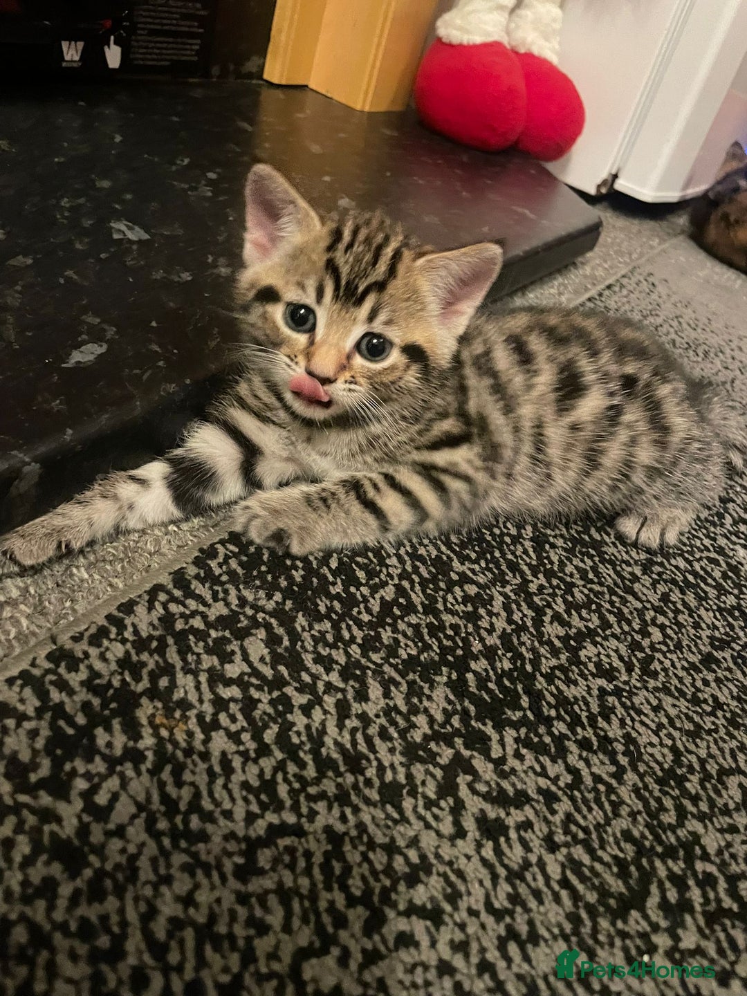 Domestic Shorthair cats for sale: Lovely kittens  - Advert 2