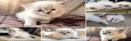 Ragdoll cats for sale: 💗 Stunning Purebred Ragdoll Girls  💗 in Telford - Advert 6