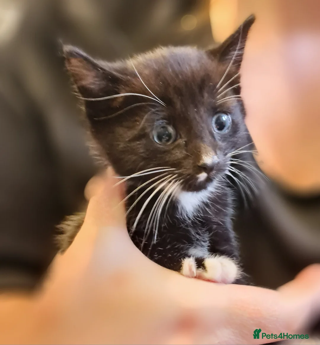 Mixed Breed cats for sale: Black and white kittens - Advert 1