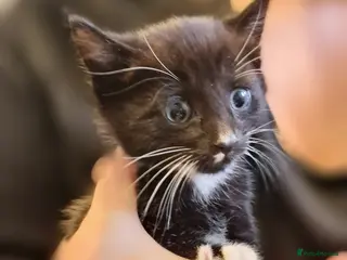 Mixed Breed cats Black and white kittens - Advert 1