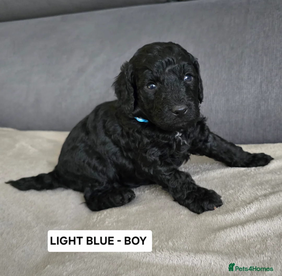 Toy Poodle dogs for sale: BEAUTIFULL BLACK TOY POODLES  - Advert 17